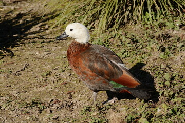 Female Paradise shelduck (Tadorna variegata)