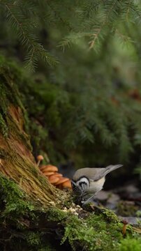 A crested tit eats a walnut on a stump in a forest environment. The stump is covered with moss and mushrooms. Fir branches surround the area