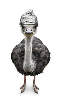 ostrich wearing a tinfoil hat, paranoid, paranoia, on a white background, animal photo