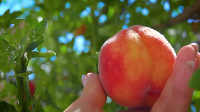 A close-up of a female hand gently rotating a perfect, ripe red peach in her palm. The soft light highlights its juicy, velvety skin, symbolizing a fresh and natural summer harves