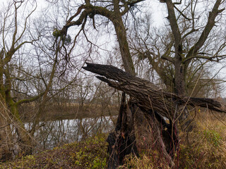 A fallen tree in the middle of a grassy field next to a body of water