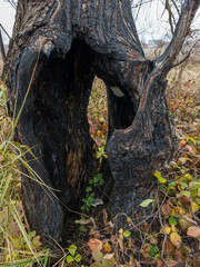 A tree with a hollow burnt by fire