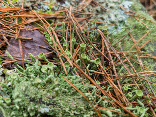 A close up of a moss covered rock in the woods
