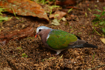 Sri Lankan emerald dove (Chalcophaps indica robinsoni) on the forest floor in Deniyaya at the southern boundary of Sinharaja Rainforest, Sri Lanka.