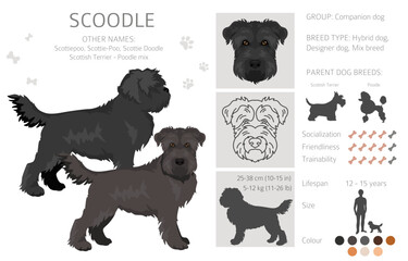 Scoodle, Scottiepoo clipart. Scottish terrier Poodle mix. Different coat colors set.  Vector illustration