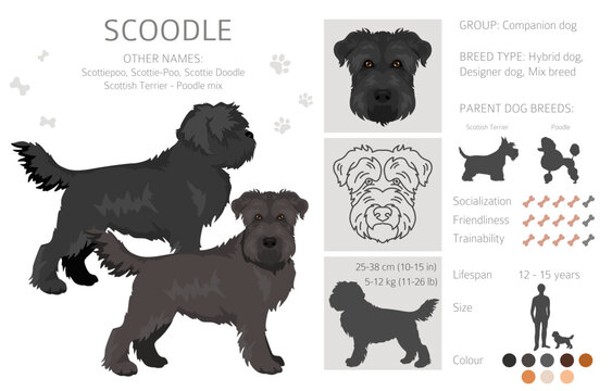Scoodle, Scottiepoo clipart. Scottish terrier Poodle mix. Different coat colors set.  Vector illustration