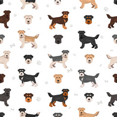 Scoodle, Scottiepoo clipart. Scottish terrier Poodle mix. Different coat colors set.  Vector illustration