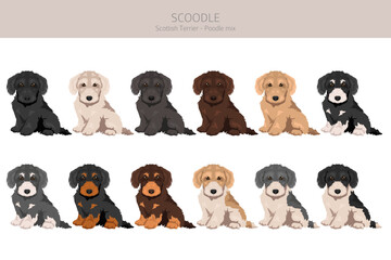 Scoodle, Scottiepoo clipart. Scottish terrier Poodle mix. Different coat colors set.  Vector illustration