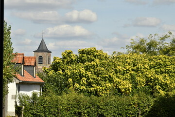 Feuillage dorée d'un arbre et le clocher de l'église Sainte-Aldegonde à Écaussinnes-Lalaing (Soignies)
