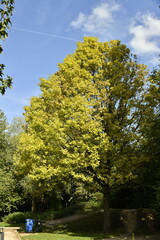 Feuillage vert-jaune d'un arbre à Écaussinnes-Lalaing (Soignies)