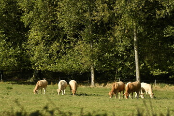 Petit groupe de vaches laitières broutant l'herbe près d'un bois à Écaussinnes-Lalaing (Soignies)