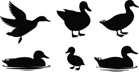 Black Silhouette Vector Set of Ducks in Various Poses: Flying with Wings Spread, Standing on Ground, and Floating on Water, Animal Wildlife Illustration.