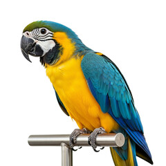 Blue and Yellow Macaw stunning side-view studio portrait of Ara ararauna parrot isolated on clean background