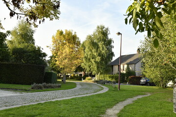 L'arbre à feuillage dorée au lotissement résidentiel à Écaussinnes-d'Enghien (Soignies)