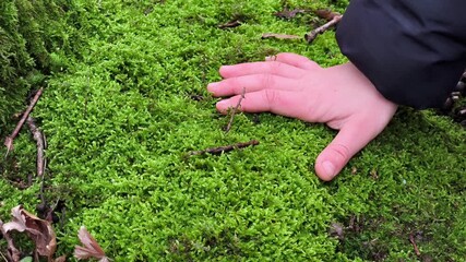 A person's hand reaching for a small plant on a moss covered ground - Powered by Adobe