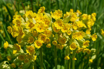 Fototapeta premium Echte Schlüsselblumen, Primula veris