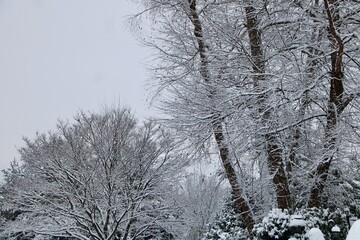 snow covered trees