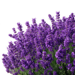 Obraz premium A field of vibrant purple lavender flowers in bloom against a black background