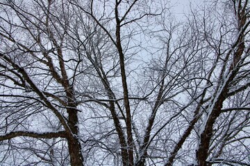 trees and sky in winter 