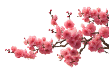 Blossoming pink flowers hang from bare branch against black background