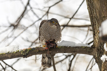 Eurasian sparrowhawk sitting on a tree branch