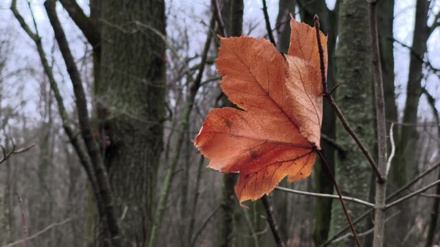 A single orange leaf on a tree branch in the woods