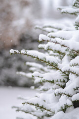 Branches of a canada yew tree (aka taxus canadensis, canadian yew) with heavy snow on it during a snowy day in winter.