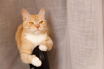 A serious portrait of a ginger cat with a white chest sitting on the back of a black chair. The cat looks directly into the frame, its pose and gaze full of attention and dignity.