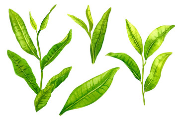 Matcha leaves set isolated, Japanese organic green tea leaf. Botany watercolor illustration of matcha plant in vibrant green color. Design for menu, reception, advertising, offers.