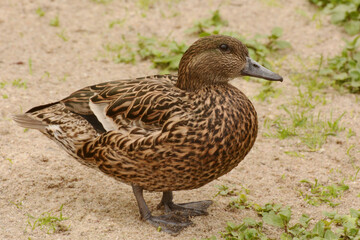 Female Falcated duck (Mareca falcata)