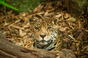 La Serenidad del Jaguar