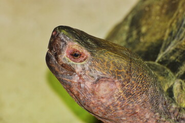 Lateral portrait of a Giant Asian pond turtle (Heosemys grandis)