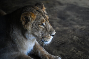 Portrait of a beautiful lioness in its enclosure