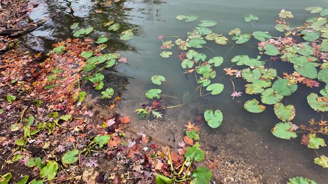 Raritan River, NJ. Contrasts of cloudy autumn