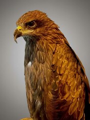 A majestic brown eagle is shown in a striking headshot profile. This powerful bird of prey features sharp eyes and a strong beak, set against a smooth gray background.