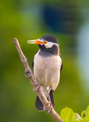 Fototapeta premium Indian pied myna 