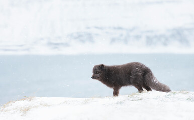 Naklejka premium Blue morph Arctic fox standing in a snowy white winter landscape