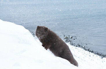 Obraz premium Blue morph Arctic fox standing on a steep snowy bank next to the ocean