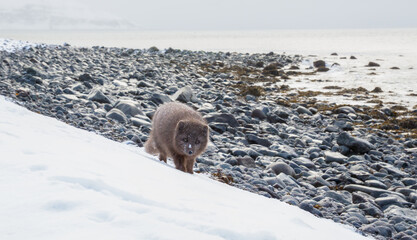 Fototapeta premium Blue morph Arctic fox foraging on a snowy shoreline in Iceland