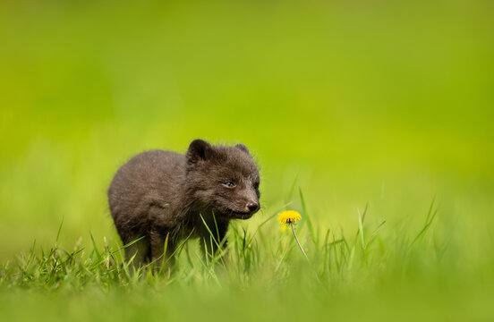 Cute blue morph Arctic fox cub in green meadow, Hornstrandir, Iceland