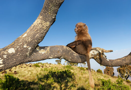 Portrait of juvenile Gelada monkey sitting in tree in Simien mountains, Ethiopia
