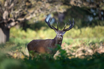 Red deer stag standing among ferns in autumn forest