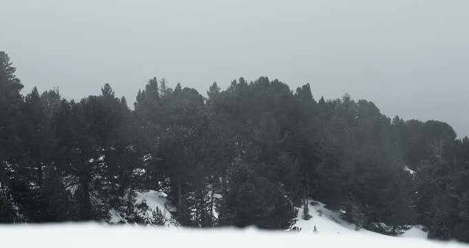 Foggy forest mountain landscape in winter