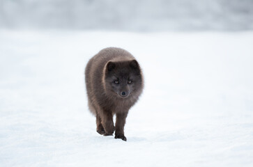Fototapeta premium Blue morph Arctic fox walking in a snowy white winter landscape