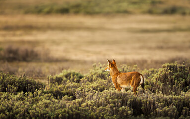 Rare endangered Ethiopian wolf standing in high-altitude grasslands of Ethiopian Highlands