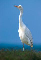  Intermediate egret 