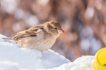 House Sparrow, Passer domesticus, standing in the snow.