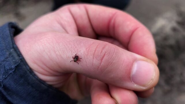 A small tick crawling on a person's finger