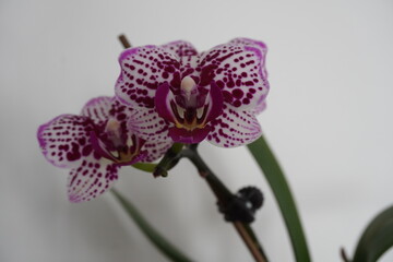 closeup of a purple orchid flower