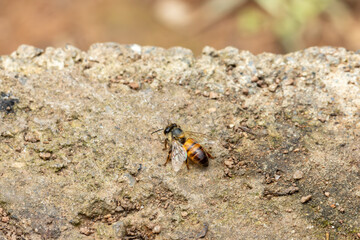 Abelha melífera (gênero Apis) em pousada no chão
